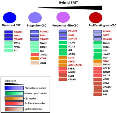 Markers and Reporters to Reveal the Hierarchy in Heterogeneous Cancer Stem Cells